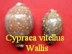 Cypraea vitellus, Linné 1758 